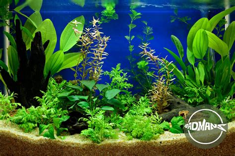 Water Wisteria: How to Care For and Grow This Plant in Your Aquarium