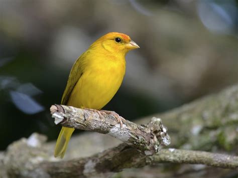 Black, White, and Shades of Grey: Yellow Finch