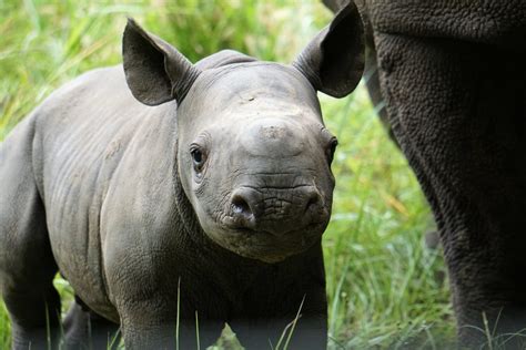 Critically Endangered Black Rhino Calf Born at White Oak - White Oak ...