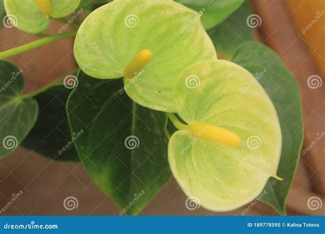 White Kalia Flower. Botanical Gardens Stock Image - Image of delicate, branches: 189778595