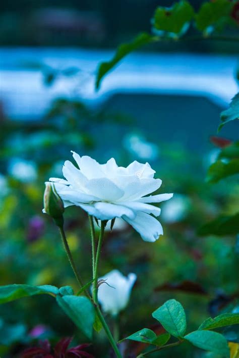 White rose in the garden stock image. Image of white - 248349923