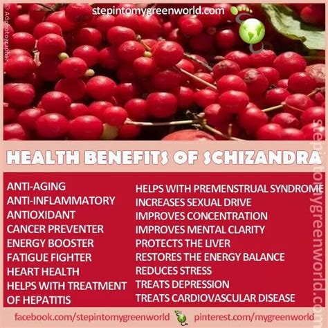 Schizandra Berry | Healing Herbs: Benefits, Recipes | Pinterest