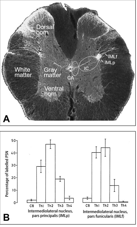 Spinal relay neurons for central control of autonomic pathways in a photoperiodic rodent