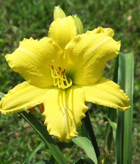 Splashy, big yellow daylilies.