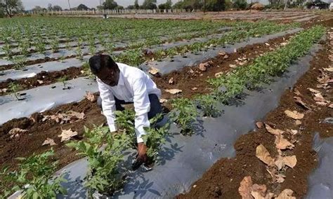 Telangana Government to adopt Israel farm techniques to increase crop yield