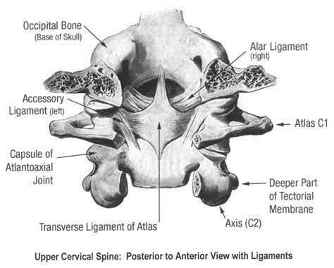 Ligament Laxity