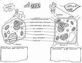 Doodles For Your Noodle Cells & Organelles Notes Coloring Page By  sketch template