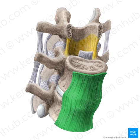 Anterior Longitudinal Ligament Anatomy