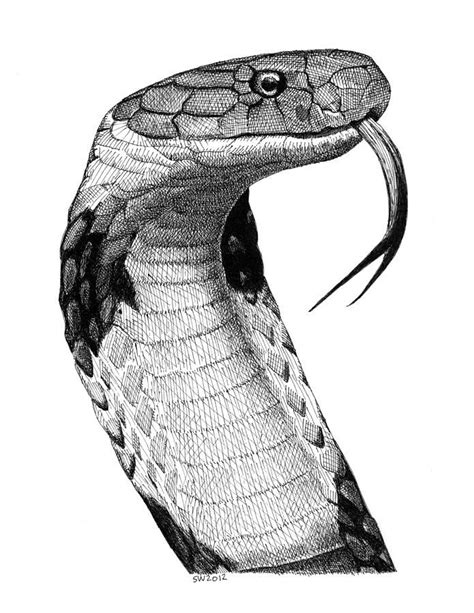 The gallery for --> King Cobra Drawings | Snake drawing, Cobra drawing ...