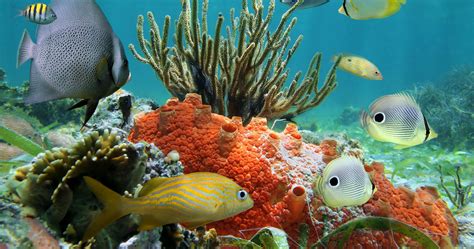 tropical coral reef 4k ultra hd wallpaper | Ocean underwater, Ocean fishing, Colorful fish