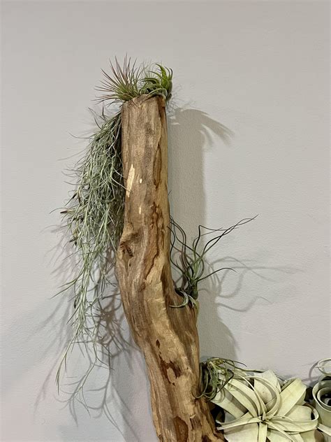 driftwood airplant display : r/airplants