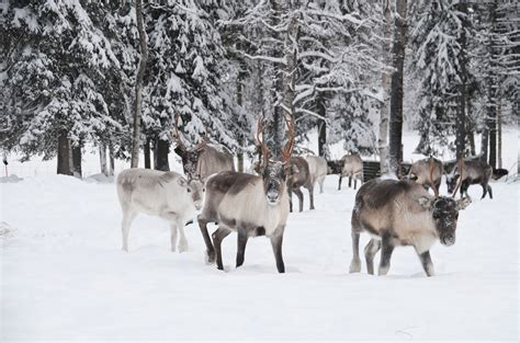 See reindeer herd, Swedish Lapland | Lapland, Herding, Arctic animals