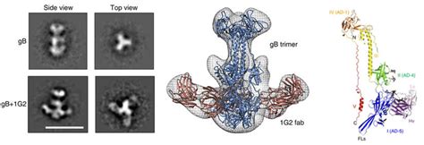 Epitope Mapping by 3D-EM - Creative Biostructure