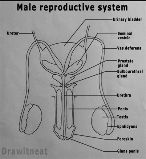 Anatomy Diagram Male Reproductive System