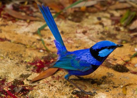 Australia's Top 10 Most Beautifully Coloured Birds | Australian ...