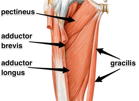 Adductors: What are the adductor muscles attachments and actions?