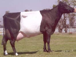 Dutch Belted | The Dairy Site