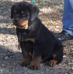 88+ Original Rottweiler Price In India - l2sanpiero