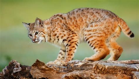 Bobcat Animal Totem Meanings on Whats-Your-Sign.com