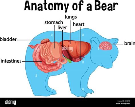 Bear Anatomy Diagram