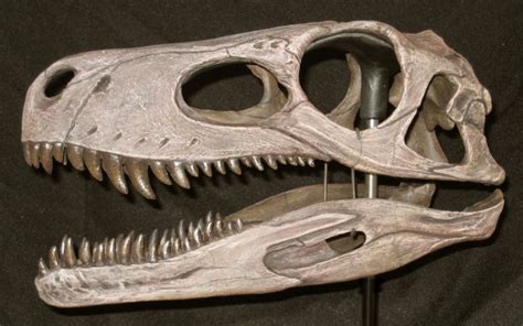 Herrerasaurus Facts, Habitat, Diet, Fossils, Pictures