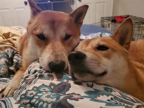 Shiba cuddles! They love me. 😁 #shibainu We