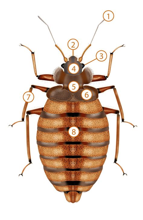 Anatomy of a Bed Bug - Pronto Pest Management