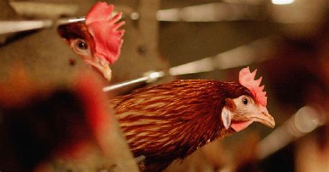 Bird flu: 1.8 million chickens killed in US as vaccinations begin in ...