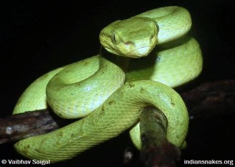 Bamboo Pit Viper | Indiansnakes.org