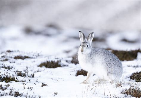 Mountain / Blue Hare (Lepus timidus) – The Wolf Intelligencer