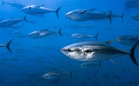 Bluefin tuna photo and wallpaper. Cute Bluefin tuna pictures