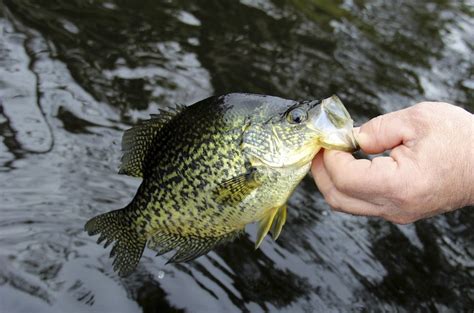 Top 10 Crappie Fishing Destinations in Washington State • Fishing Duo