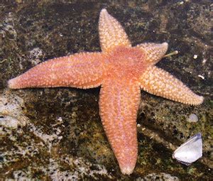 Starfish Regeneration