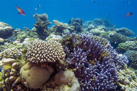 Coral reefs in the Red Sea stock image. Image of reef - 278442567