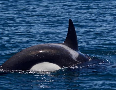 Two ORCA pods! | Santa Cruz Whale Watching | By Stagnaro Charters