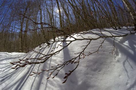 Mountain trail with snow stock photo. Image of outdoors - 259834614