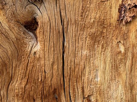 Wood log close up tree grain | Free Textures