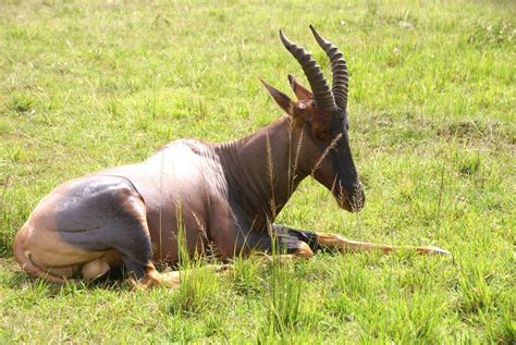 Free antelope Topi Stock Photo - FreeImages.com