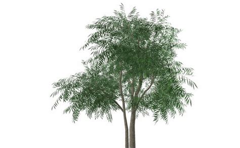 Sketchup components 3d warehouse Willow tree