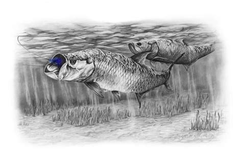 Tarpon Drawing www.BryanYoungArtwork.com White Art, Black And White, Art Drawings, Drawing Art ...