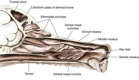 Nasal Planum, Nasal Cavity, and Sinuses | Veterian Key