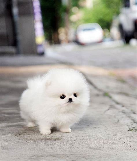 These 16 Fluffy Animals Will Make You Say Awww | Bored Panda