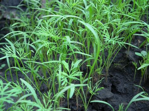 Growing Dill - Planting, Storing and Harvesting Dill Weed