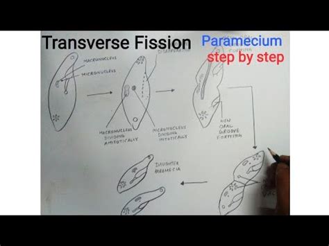 How to Draw transverse binary fission of paramecium - YouTube