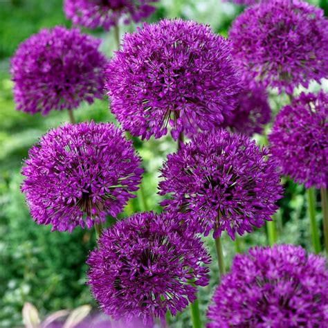 Buy Dutch garlic Allium hollandicum Purple Sensation: £17.99 Delivery by Crocus