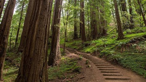 Muir Woods, Giant Redwoods and Sausalito Half-Day Trip - YouTube