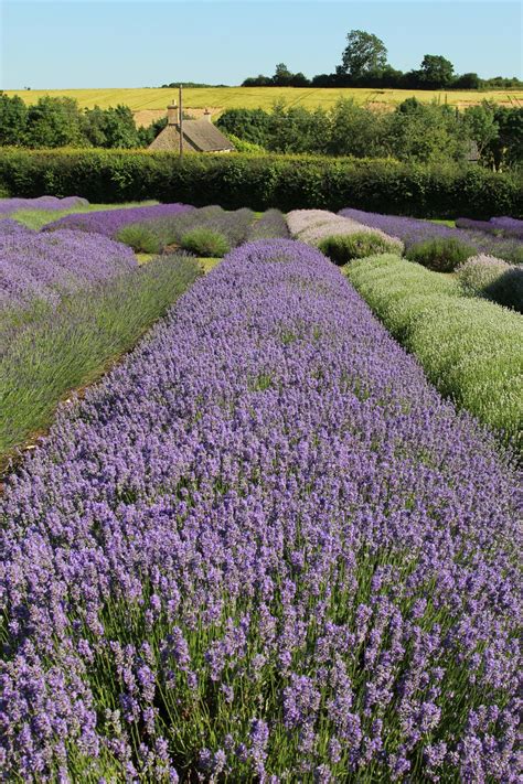 Lavender fields, Cotswold Lavender, Snowshill - Beautiful England Photos