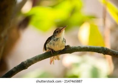 296 Tailorbird Nest Images, Stock Photos, 3D objects, & Vectors | Shutterstock