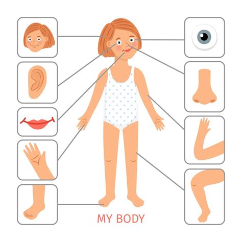 Girl body parts. Preschool female child body parts cartoon vector illu By SmartStartStocker ...