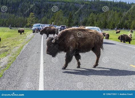 Buffalo road crossing stock image. Image of outdoor - 139677051